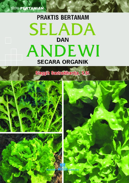 Praktis Bertanam Selada dan Andewi secara Organik